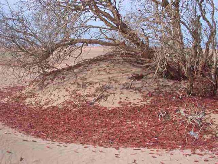 جراد أحمر تغزو أسرابه مصر و السعودية و بلاد المغرب العربي